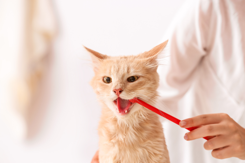 how many teeth does a cat have
