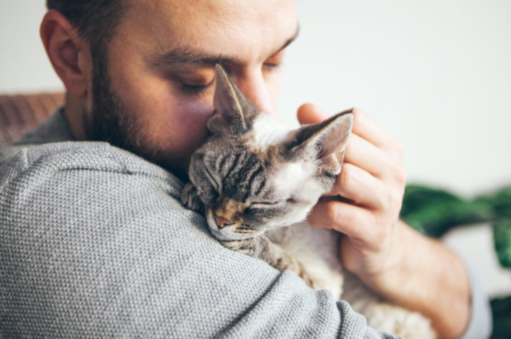 Impact of human absence on cat behavior