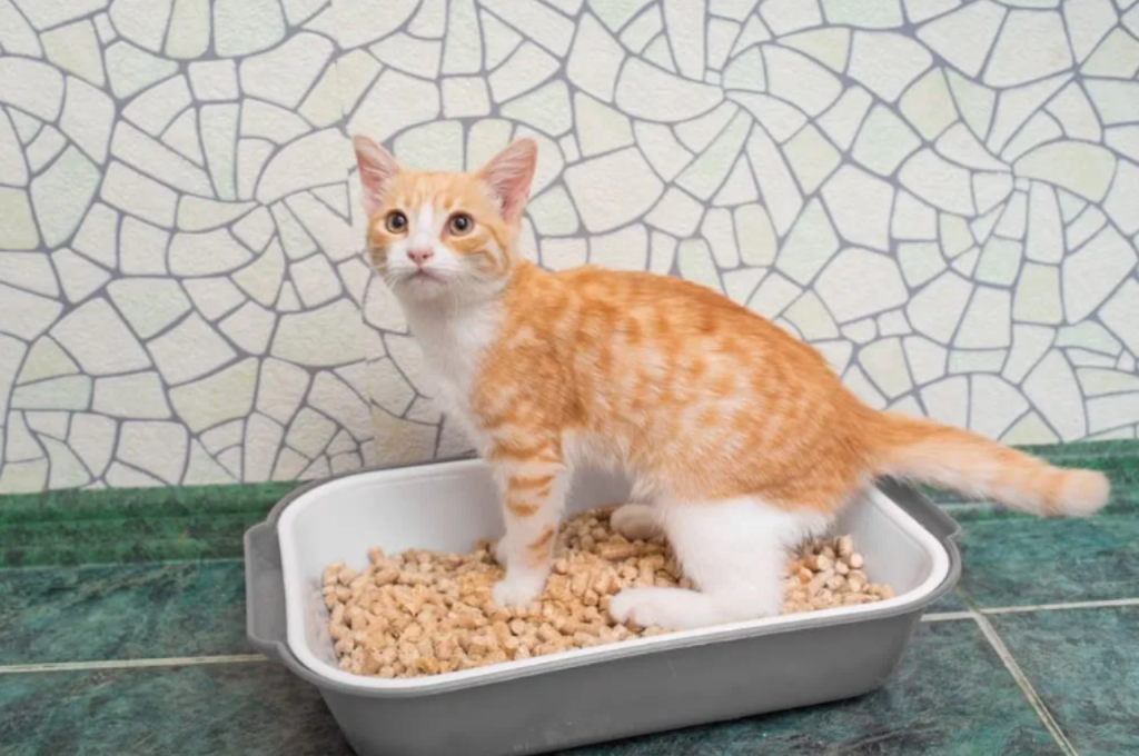 Feline urinary behavior issues