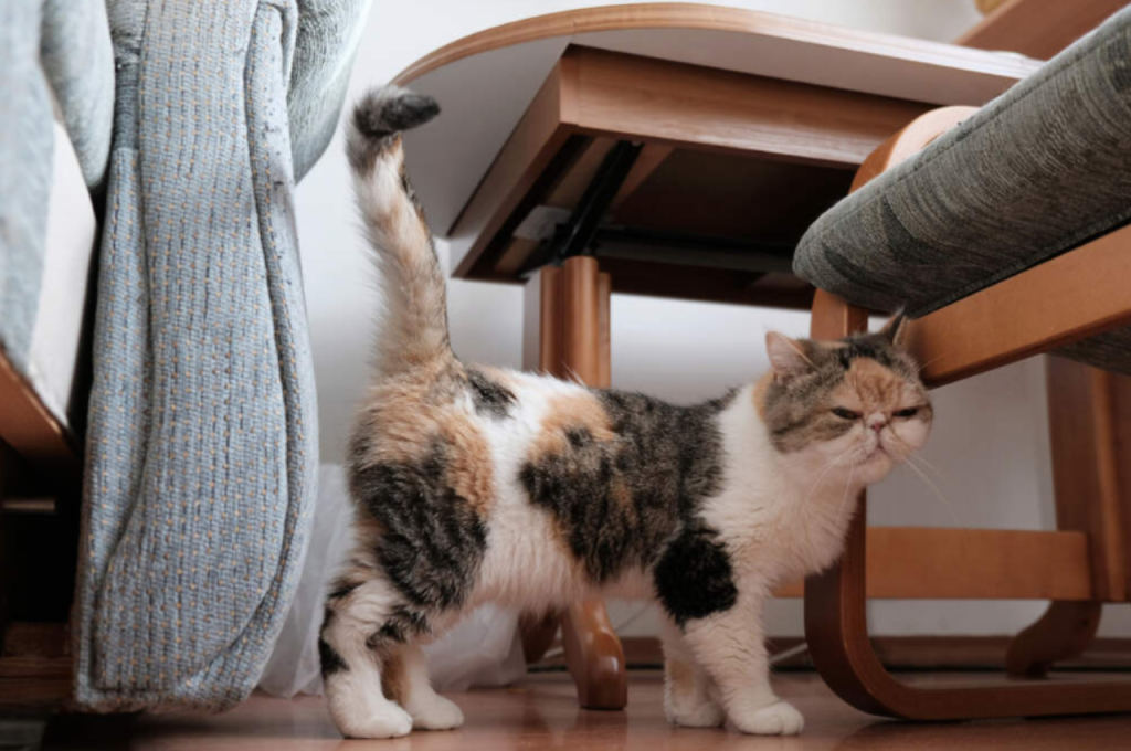 how to stop cats from spraying