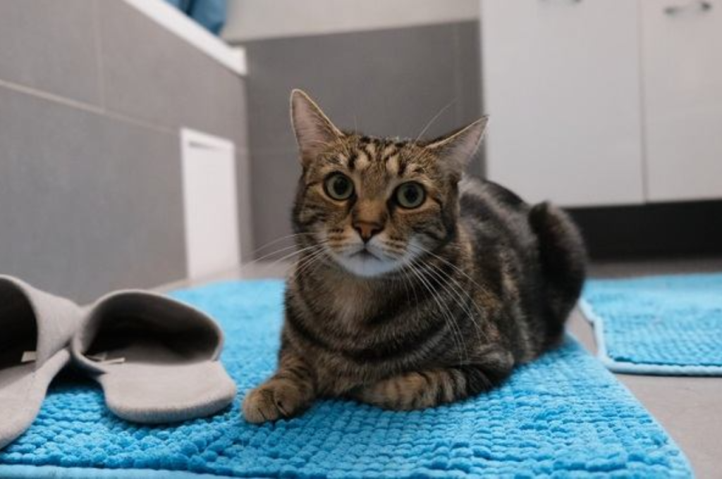 Preventing cat from peeing on bathroom floor
