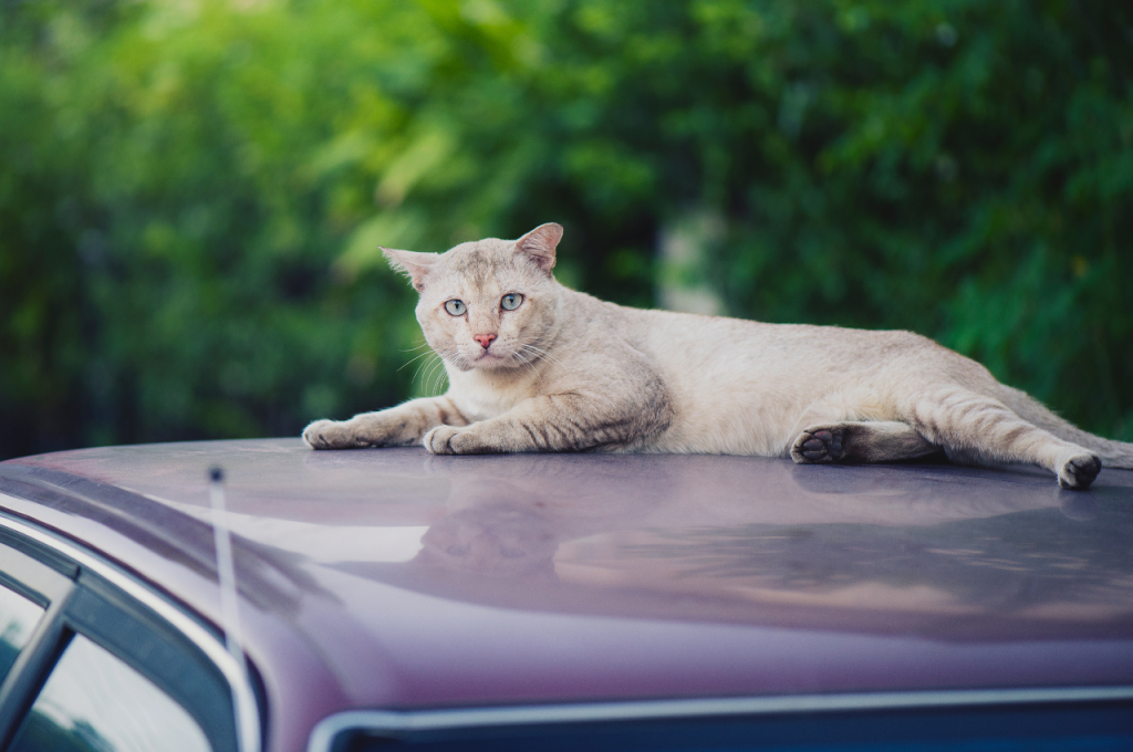 how do i stop cats from peeing on my car