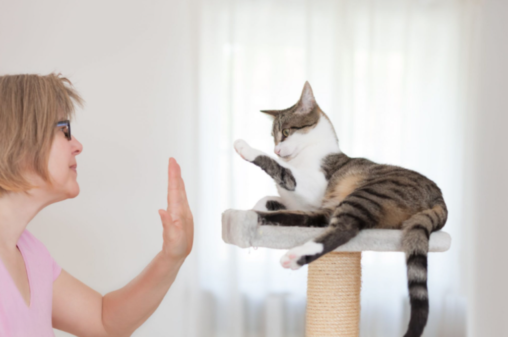 cat training tricks