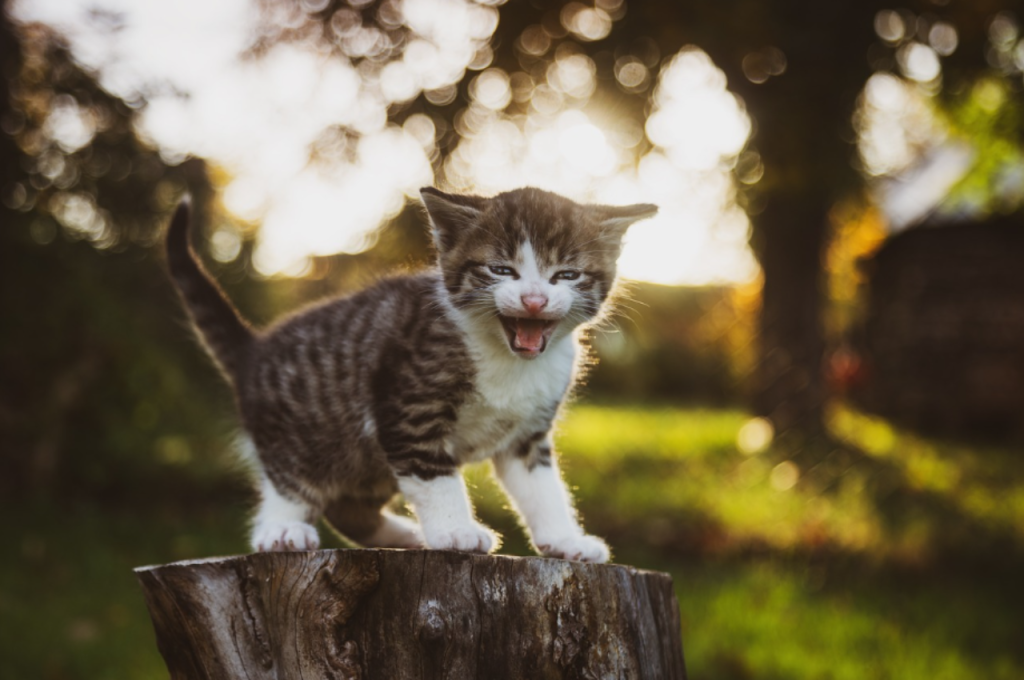 how to train your kitten