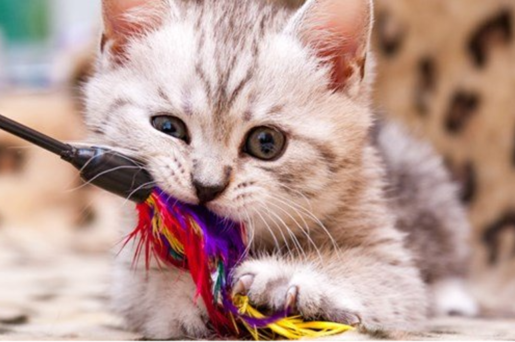 how to train a kitten not to bite