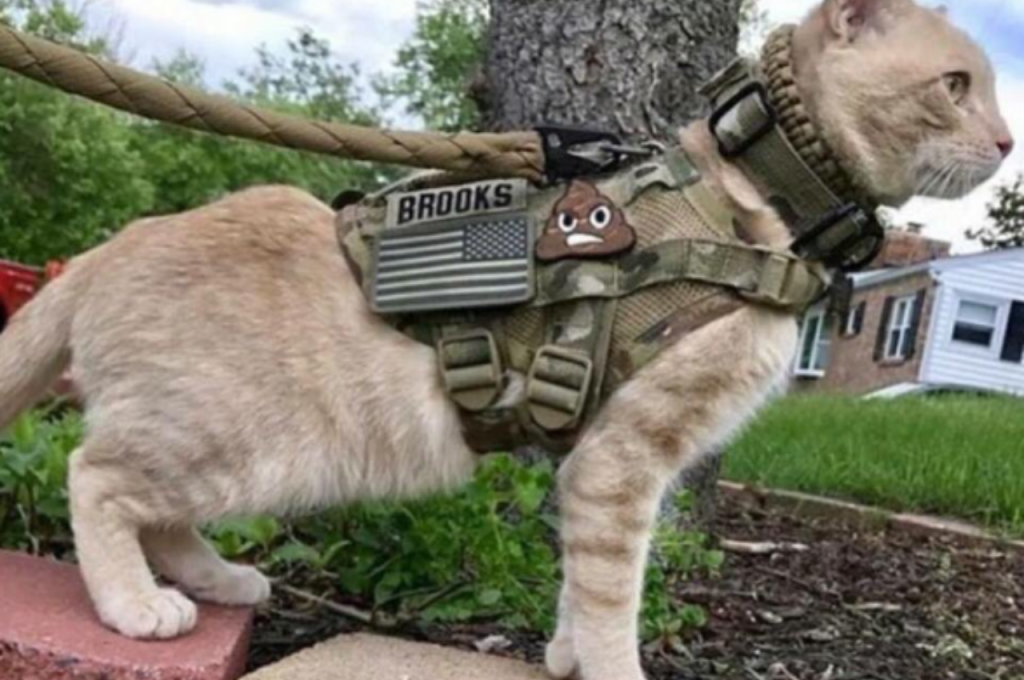 cat training military
