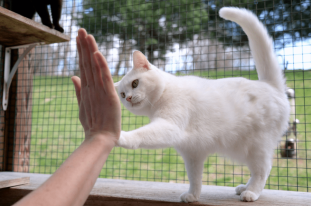 how to teach a cat to high five
