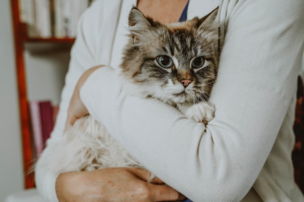 Human companionship for cats