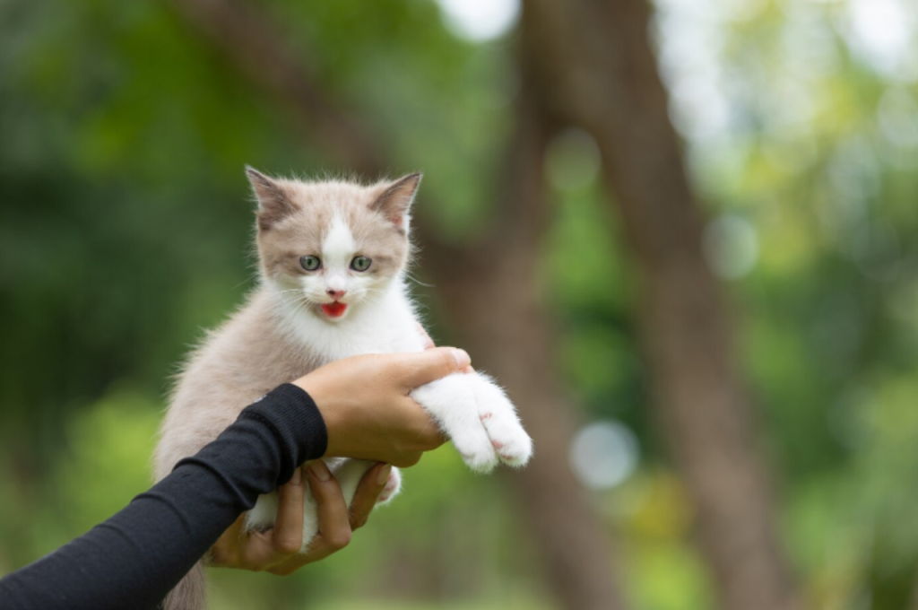 how to train your cat to shake hands
