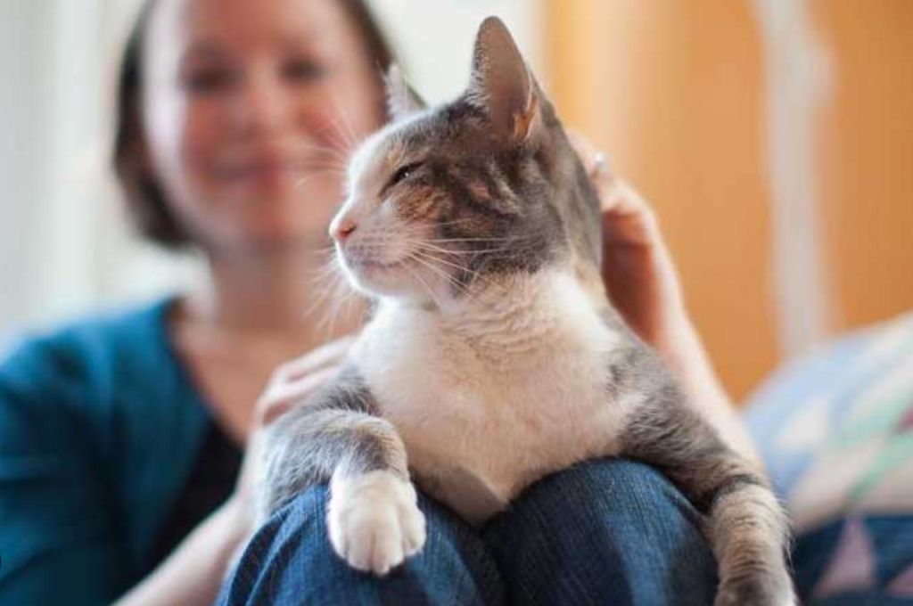 Cat-human bonding dynamics