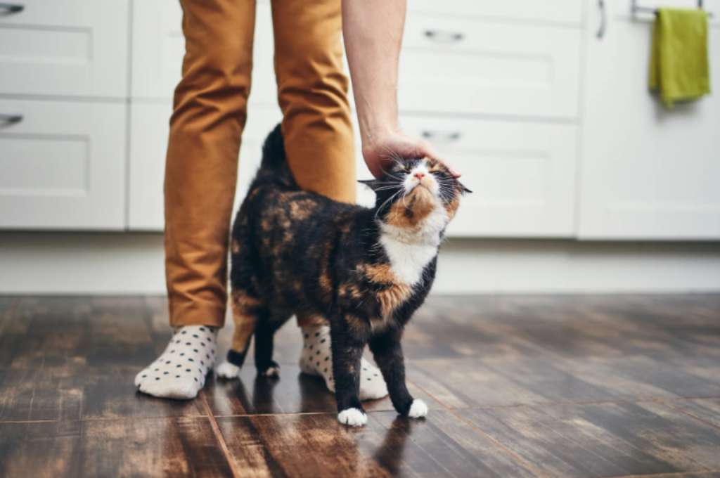 Feline affection and bonding