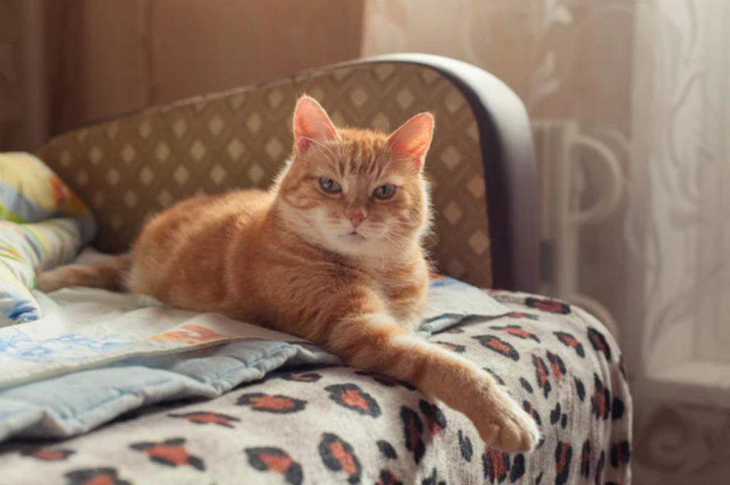 Feline memory and owner absence