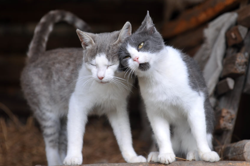 Cat awareness of littermates