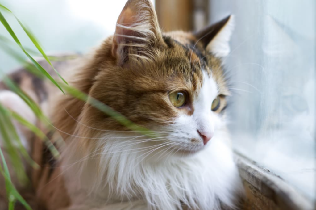 Recognizing cat melancholy