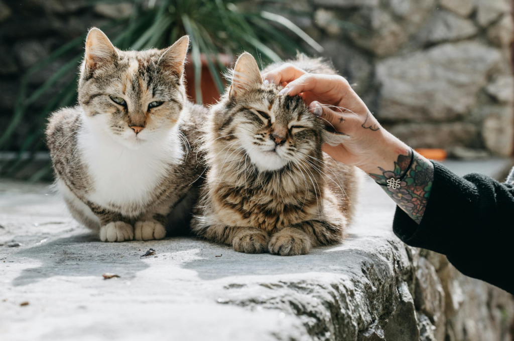 Feline sense of humor