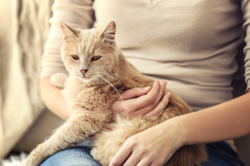 Bonding with pet cats