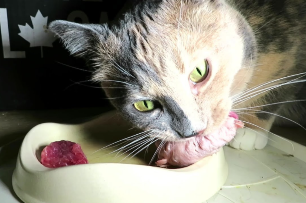 Health benefits of tuna and chicken for cats