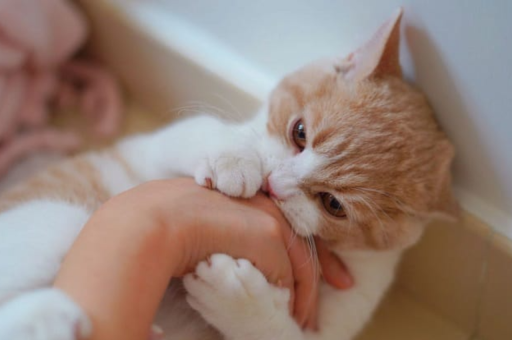 Cat licking behavior towards humans