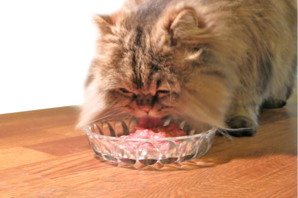 Is 100% meat good for cats?