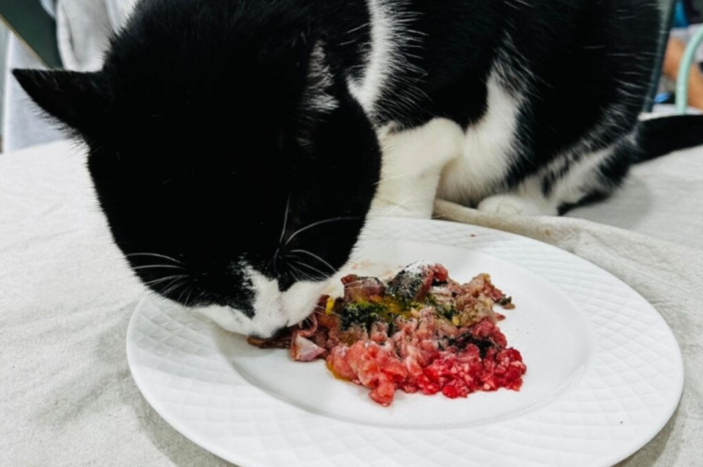 Heart meat and feline nutrition