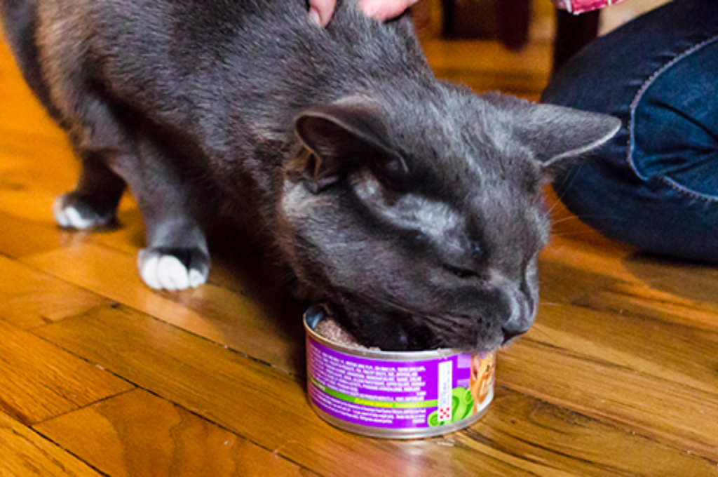 Optimal choices of organ meat for cats
