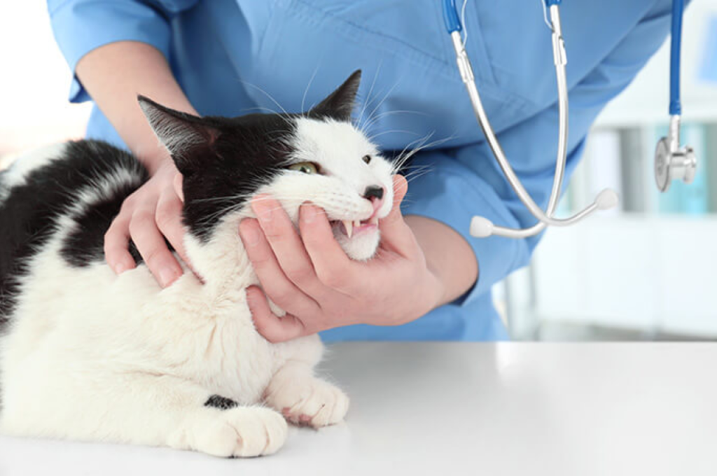 Nutritious beef options for cats