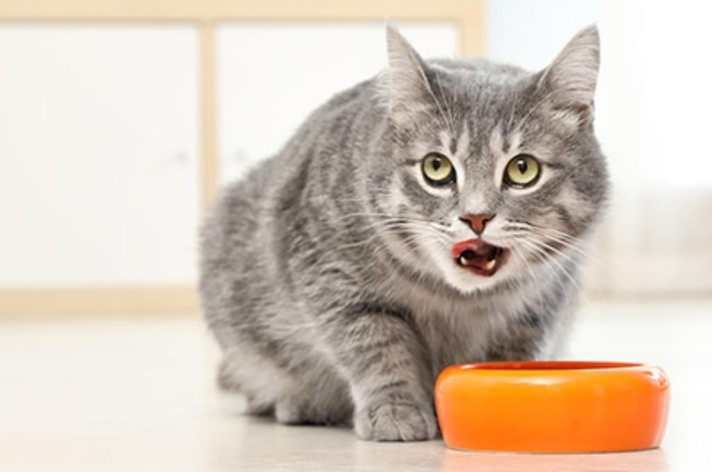 How to cook liver for cats
