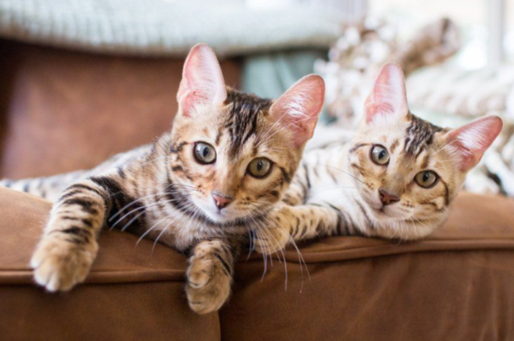 Cat's recollection of mother over time