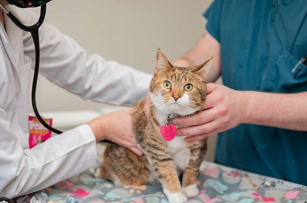 Nutritional value of raw cow liver for cats