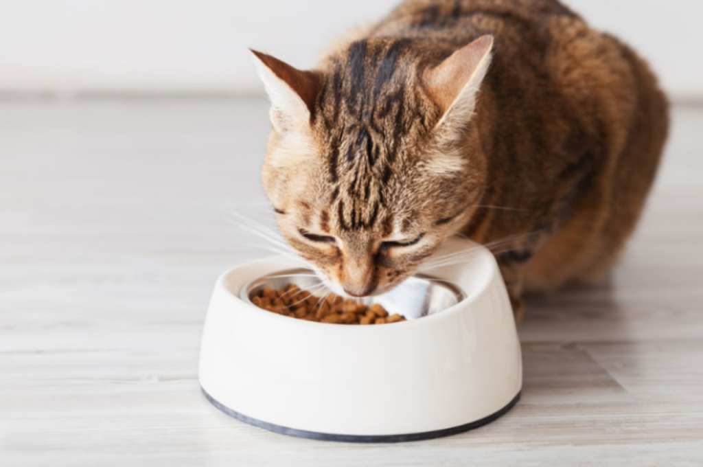 Why can't cats eat beef?