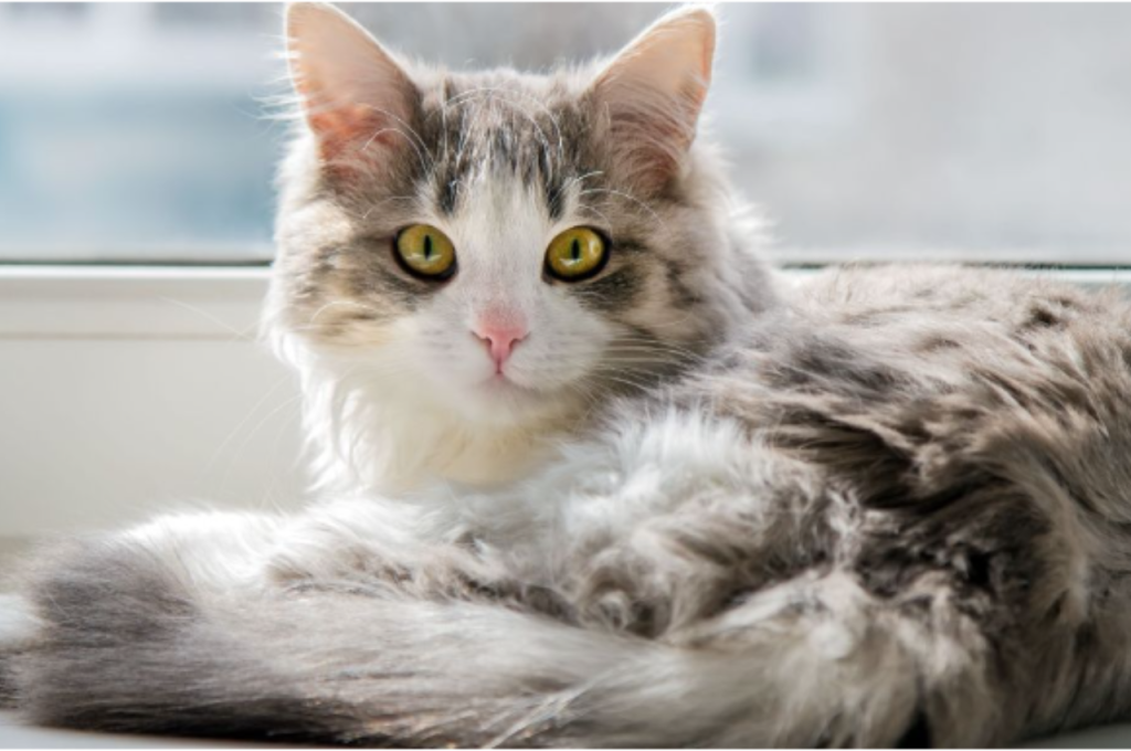 cats lifespan