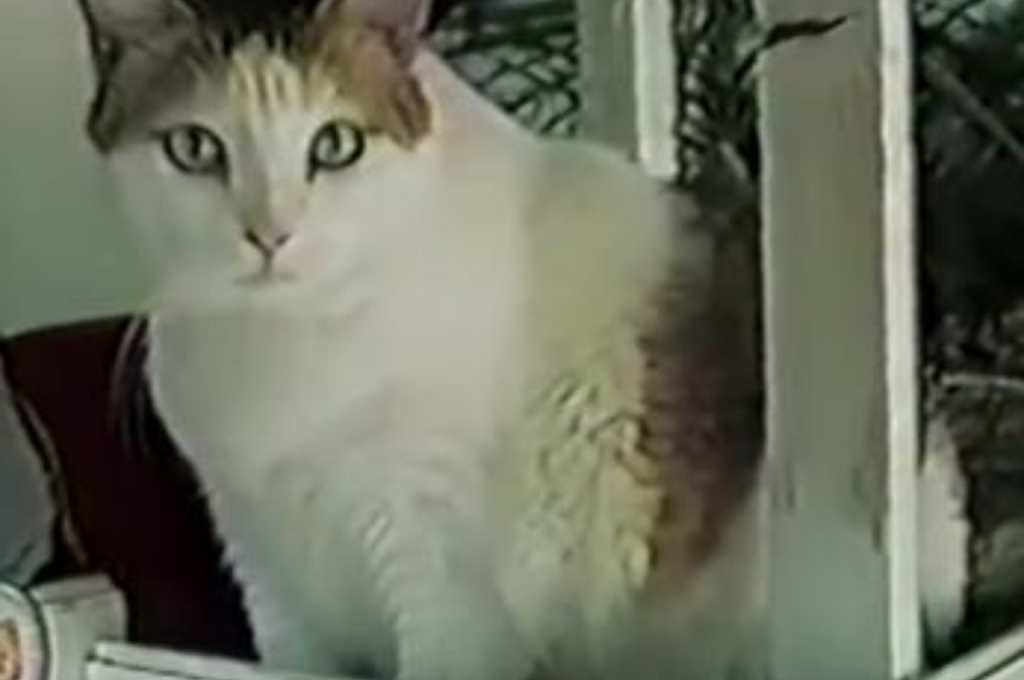 how old is my cat