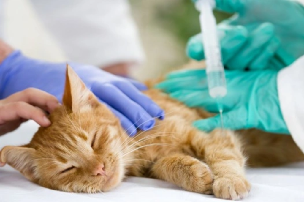 Reasons for cat sneezing fits