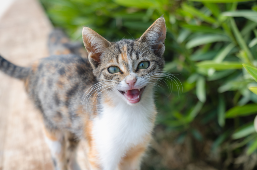 Reasons for increased cat meowing