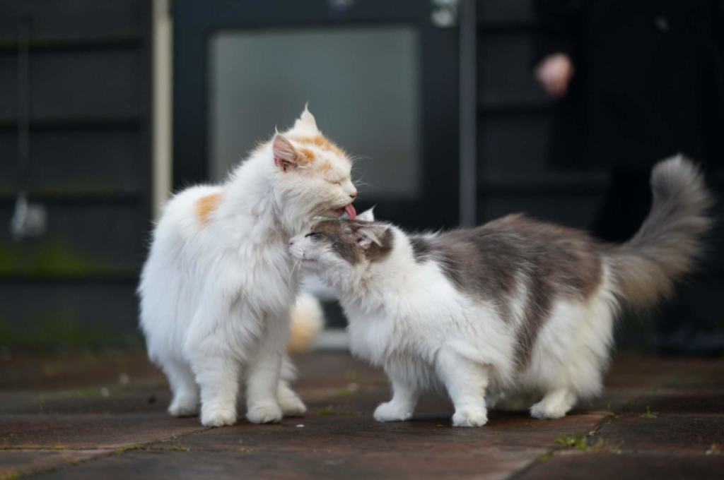 Recognizing cat breed traits