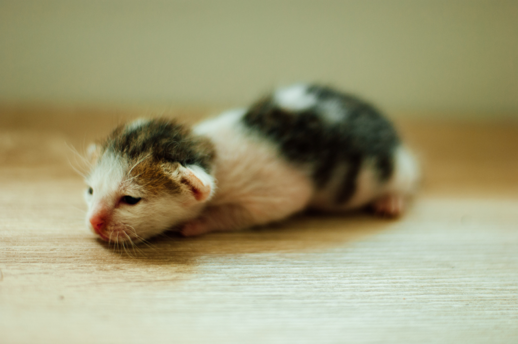 how long is a cat pregnant
