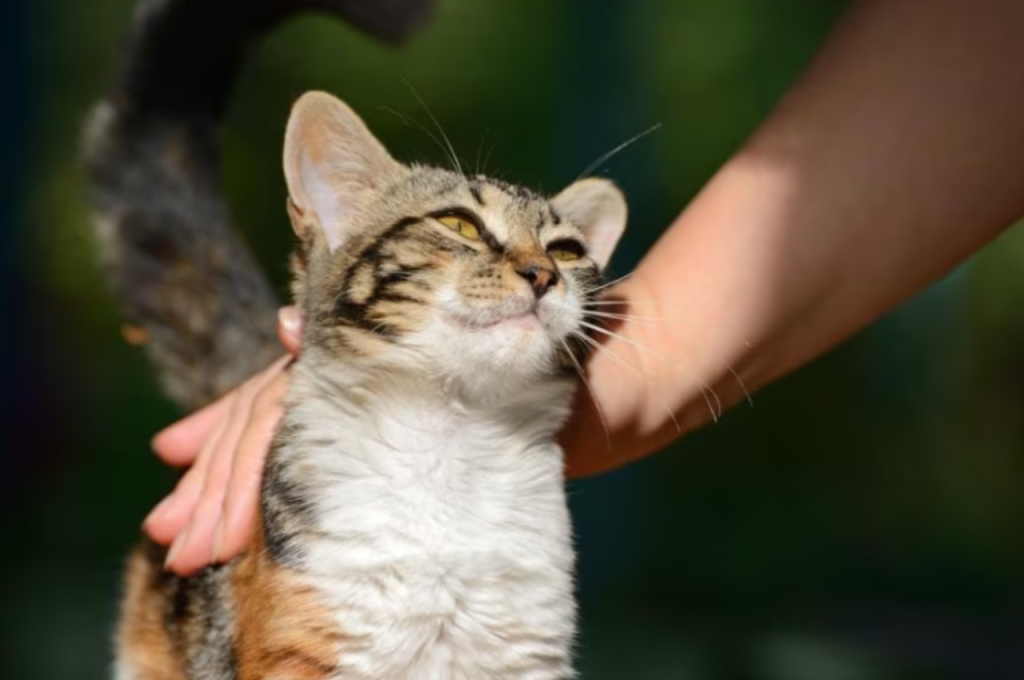 Understanding feline emotional expression