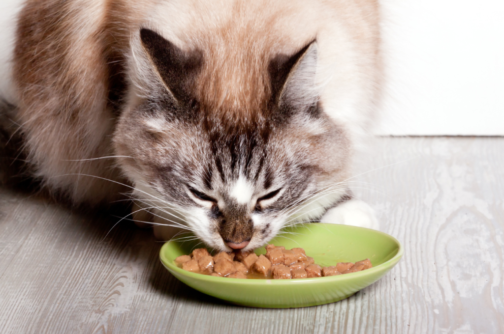 how much to feed a cat