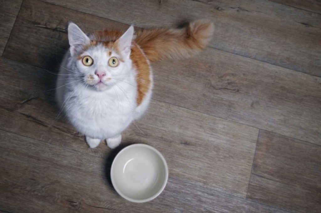 how long can a cat go without eating