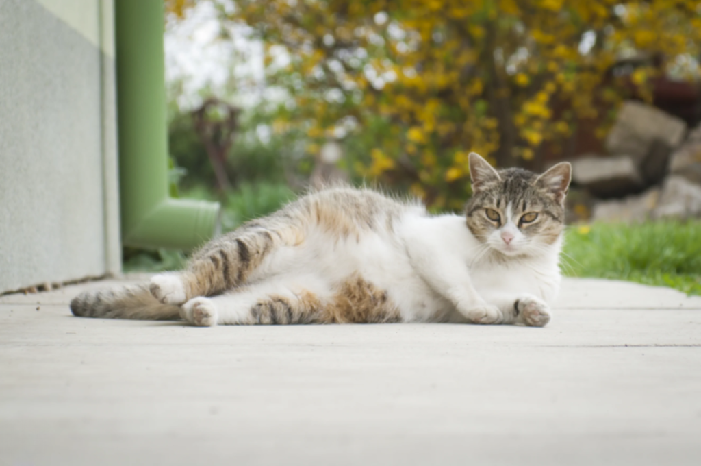 how to tell if a cat is pregnant
