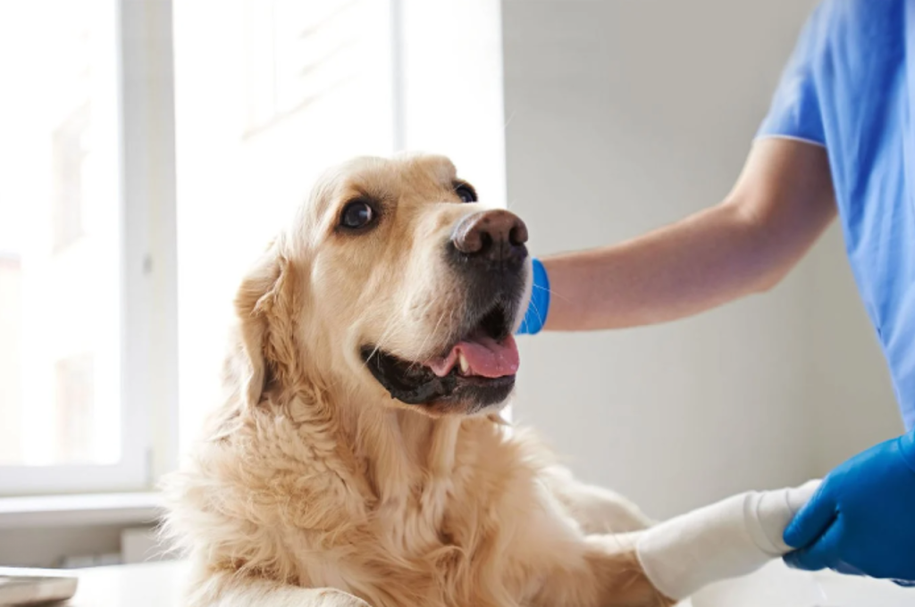 why do dogs eat cat poop
