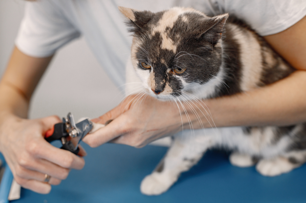 how to trim cat nails