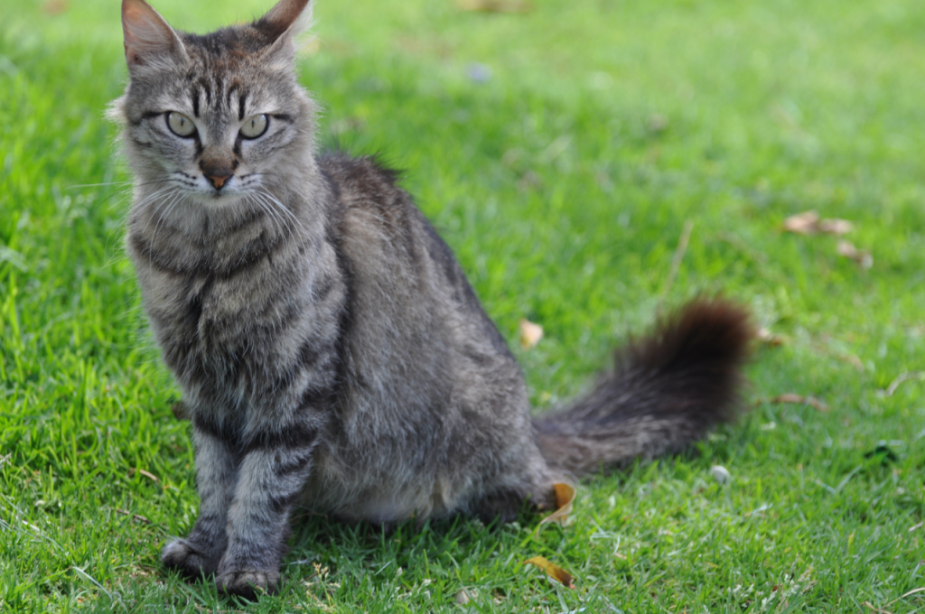 Definition of a feral cat