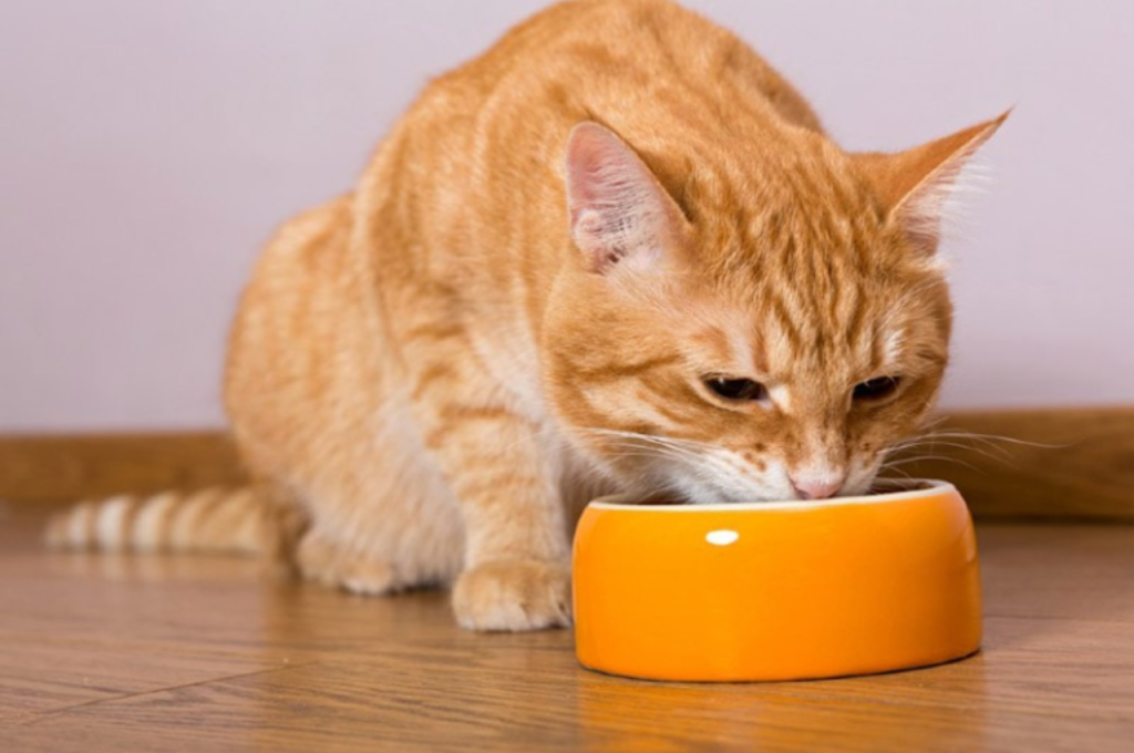 Safe meat options for feline diets
