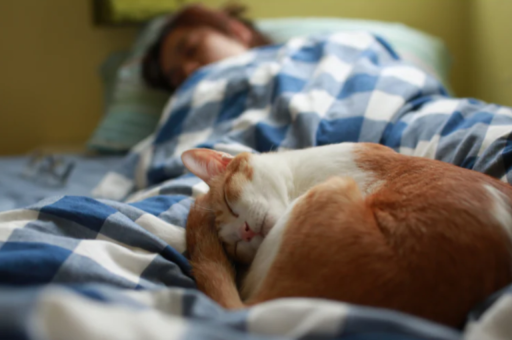 Cat sleeping behavior explained