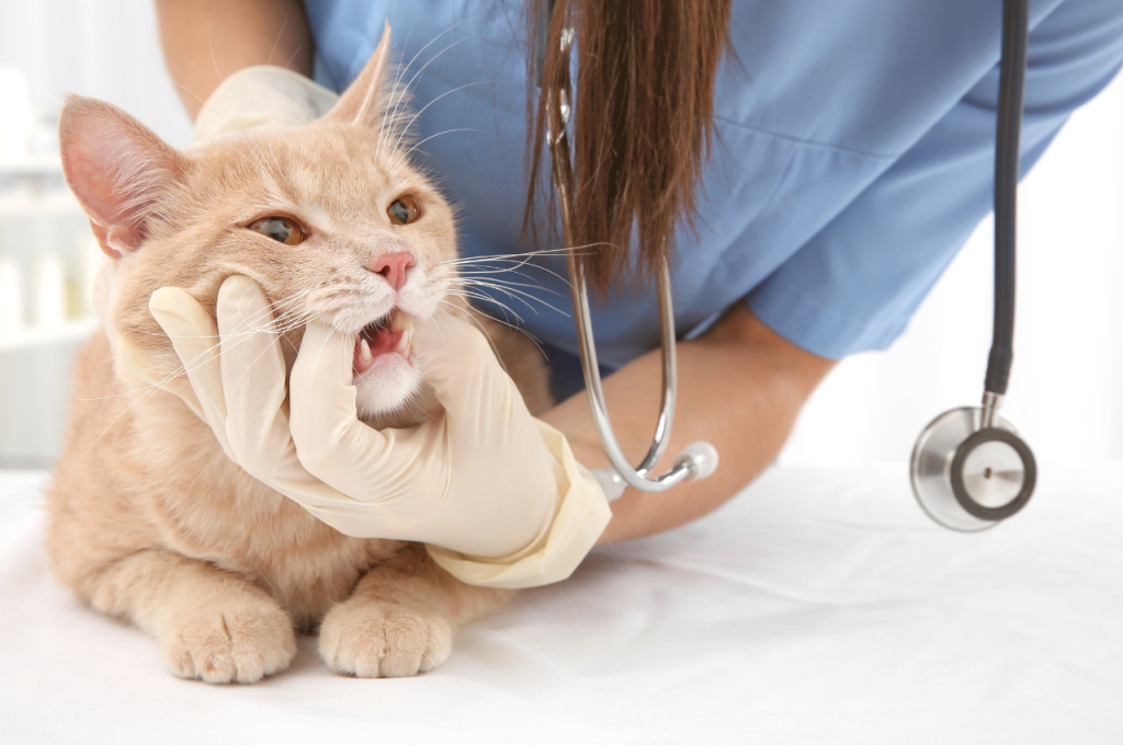 how many teeth does a cat have