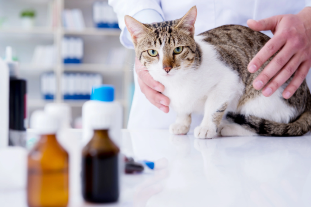 Reasons for cat peeing outside the litter box