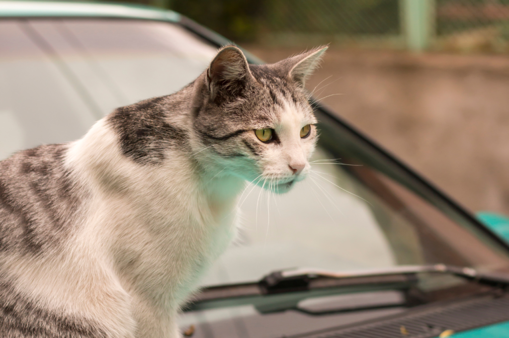 how do i stop cats from peeing on my car