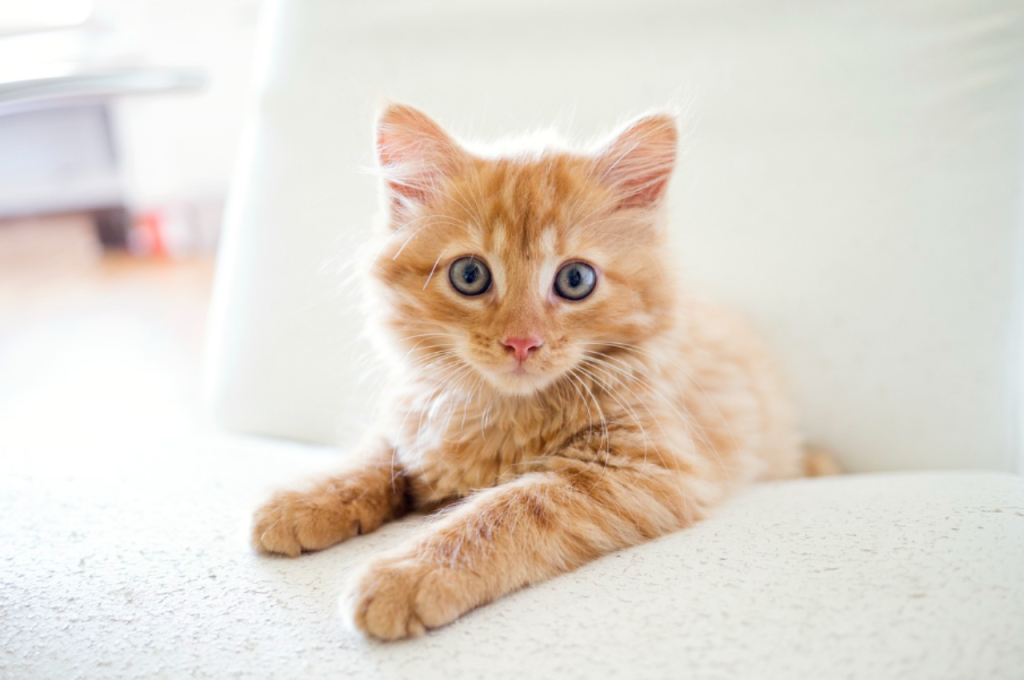 how to train your kitten