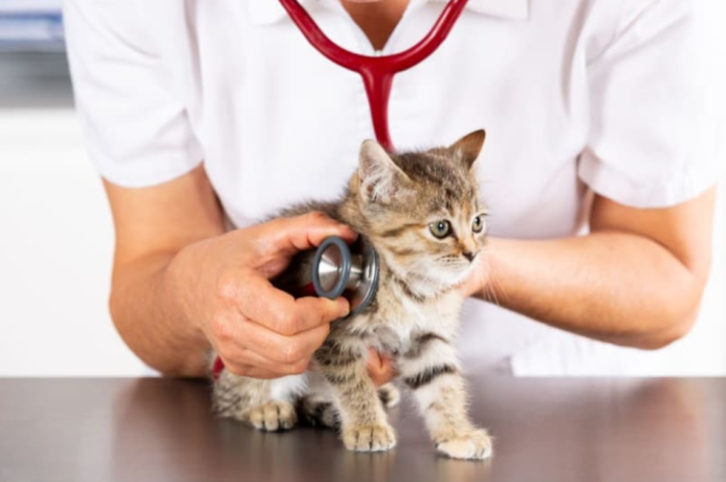 how to train a kitten not to bite